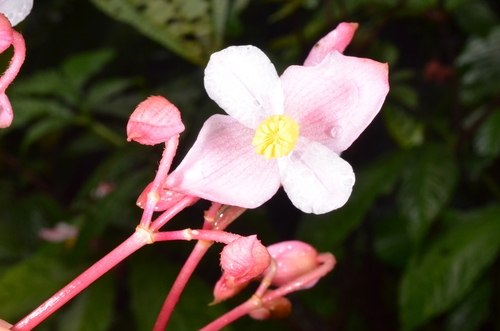 Begonia hemsleyana