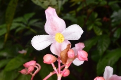 (c) Eugene Popov, some rights reserved (CC BY) Begonia hemsleyana, photograph (c) Eugene Popov, some rights reserved (CC BY)