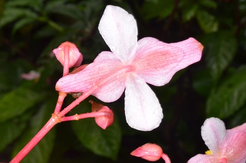 Begonia hemsleyana, photograph 2