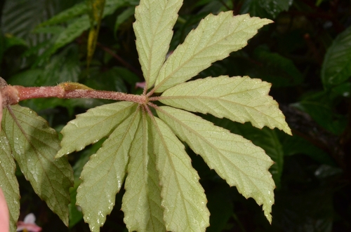 Begonia hemsleyana, photograph 4