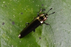 Languriinae