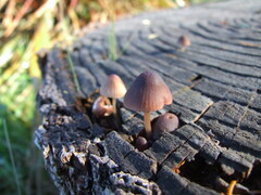 Mycena purpureofusca