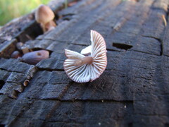 Mycena purpureofusca