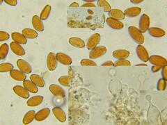 Conocybe semiglobata