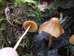 Conocybe semiglobata