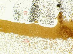 Conocybe semiglobata