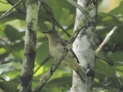 Pycnonotus