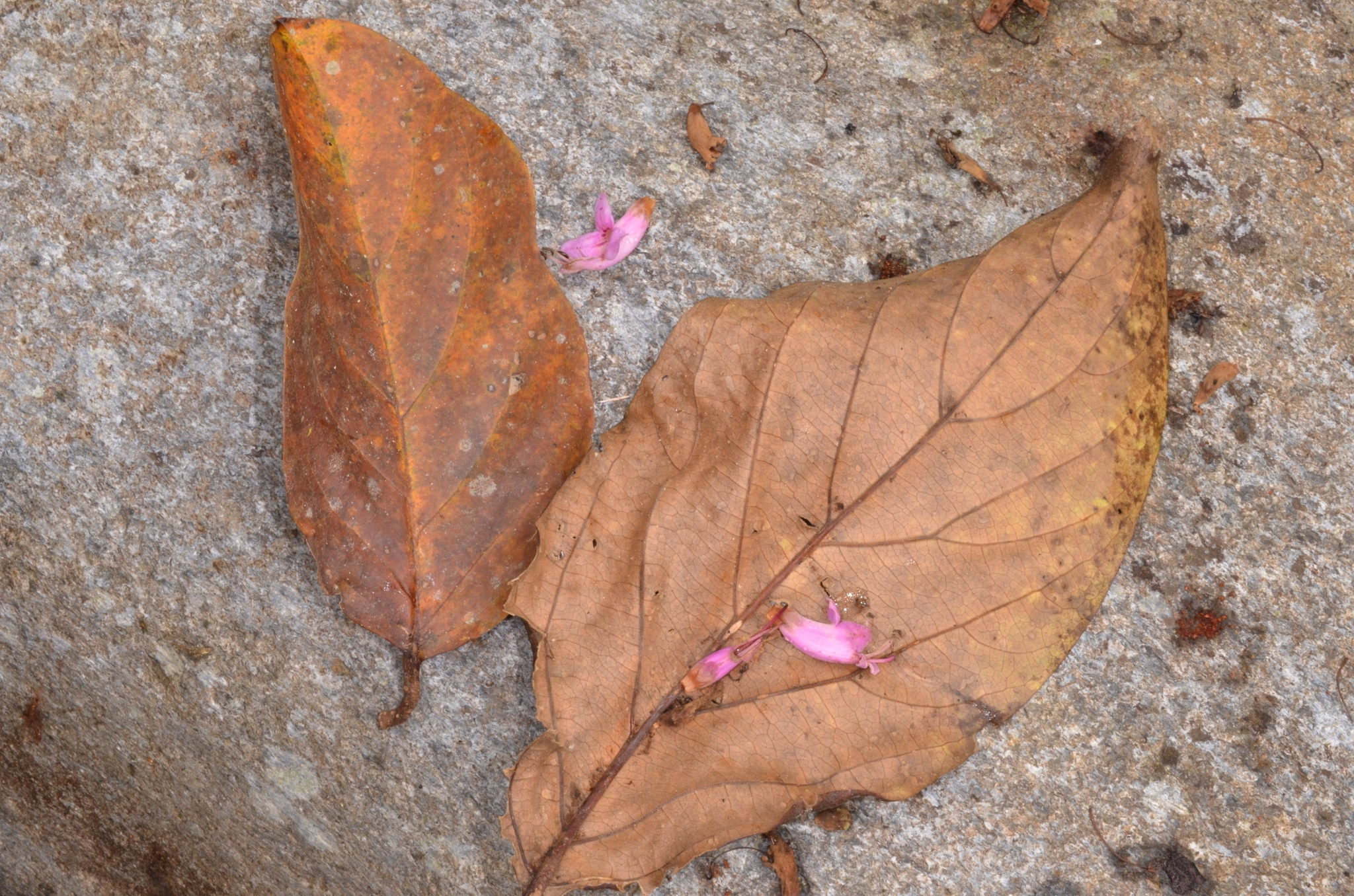 Wightia speciosissima — ảnh 3