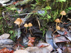 Conocybe semiglobata