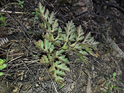 Sceptridium australe (Sceptridium australe)