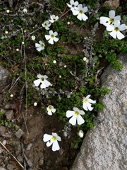 Ourisia caespitosa