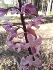 Dipodium roseum