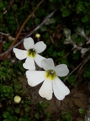 Ourisia caespitosa