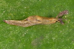 Helicarionidae