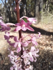 Dipodium roseum
