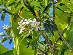 Plumeria obtusa