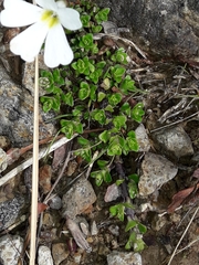 Ourisia caespitosa