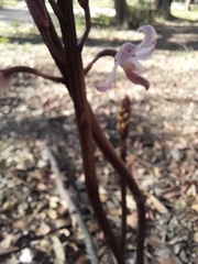 Dipodium roseum