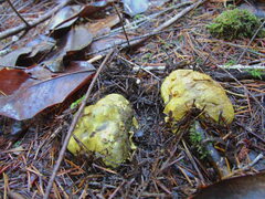 Truncocolumella citrina