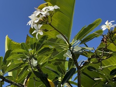 Plumeria obtusa