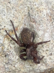 Uliodon