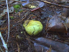 Truncocolumella citrina