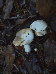 Lactarius pallidiolivaceus