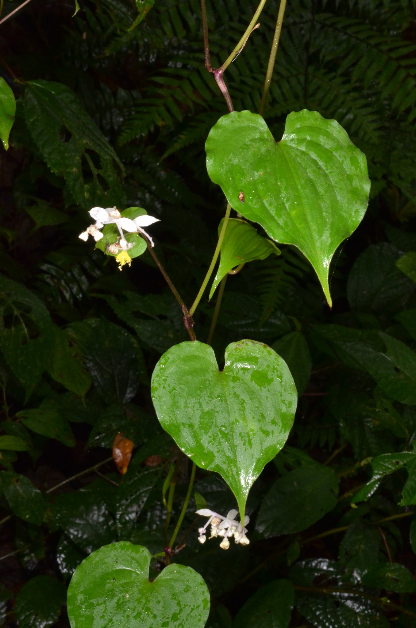 Streptolirion volubile — ảnh 3