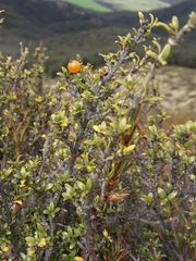 Coprosma pseudocuneata