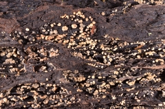 Pezizellaceae