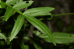 Zanthoxylum nitidum