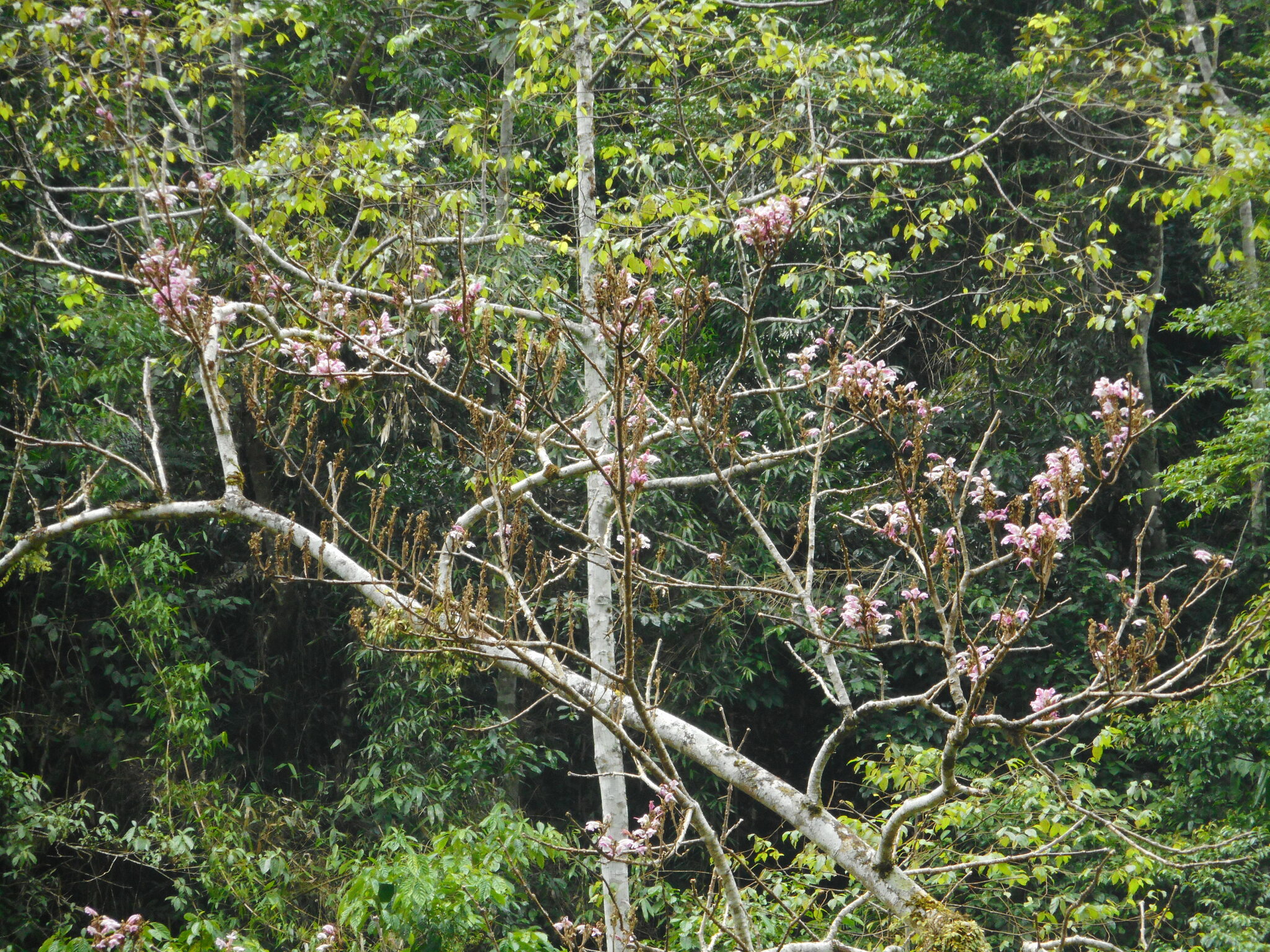 Wightia speciosissima (Wightia speciosissima)