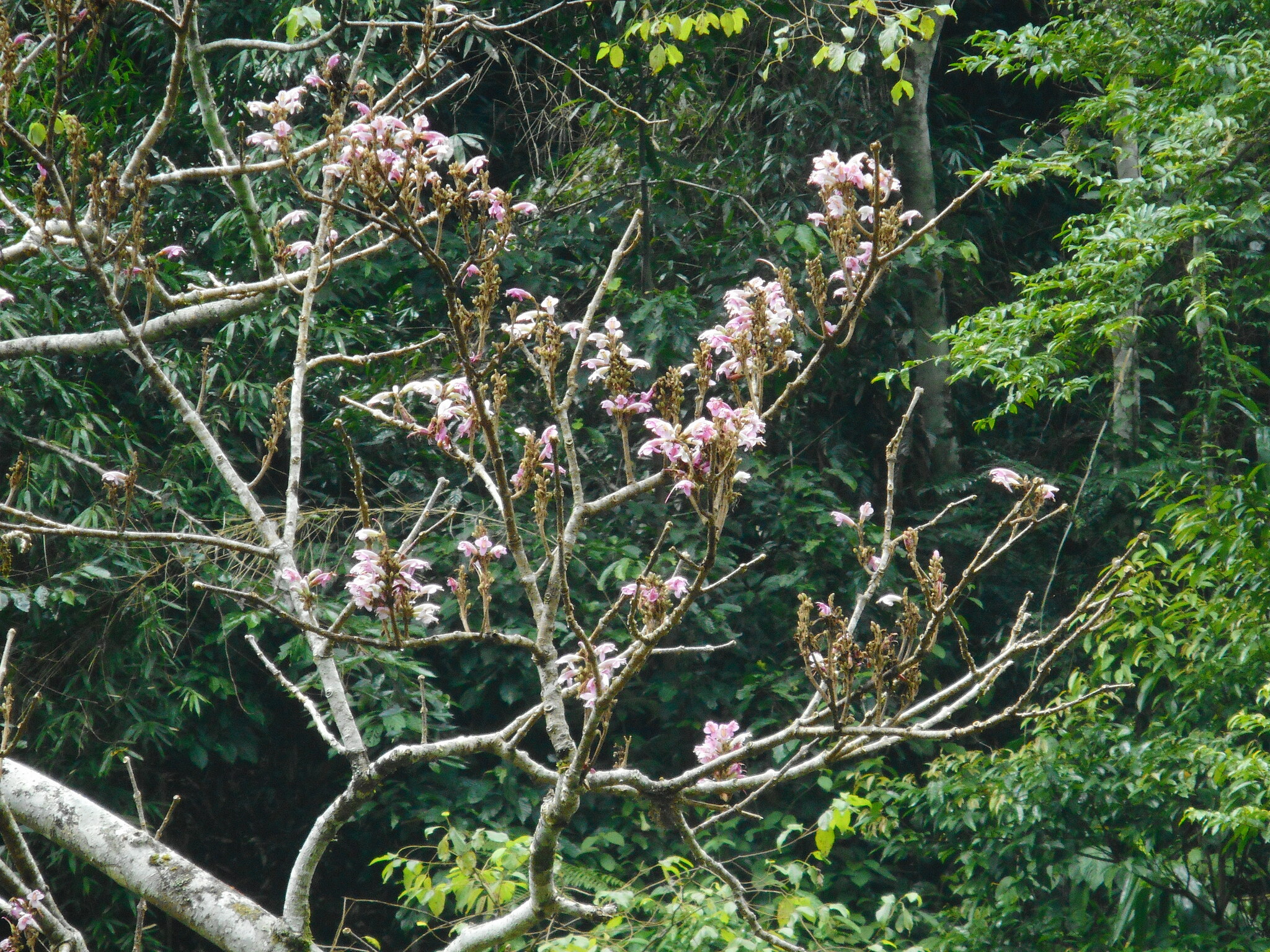 Wightia speciosissima — ảnh 2
