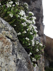 Veronica tetrasticha