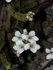 Veronica tetrasticha