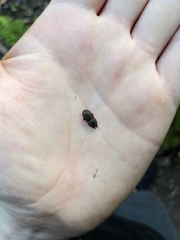 Paralissotes stewarti