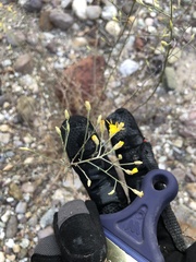 Gutierrezia californica