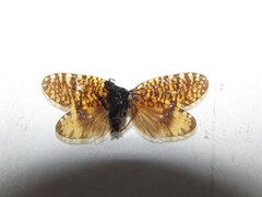 Hagenella clathrata