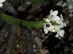 Veronica tetrasticha