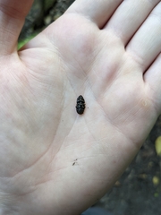 Paralissotes stewarti