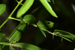Zanthoxylum nitidum