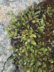 Notogrammitis crassior