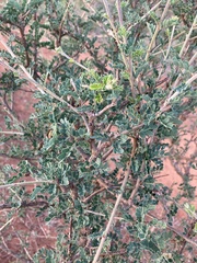 Ormocarpum trichocarpum