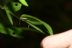 Zanthoxylum nitidum