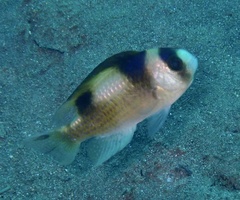 Amblypomacentrus breviceps