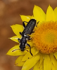 Lemidia
