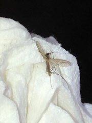 Culiseta inornata