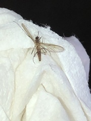 Culiseta inornata