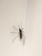 Culiseta inornata