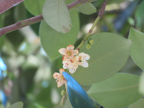 Cleyera japonica iNat (1)